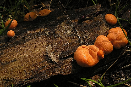 vlčinka červená Lycogala epidendrum (J.C. Buxb. ex L.) Fr.