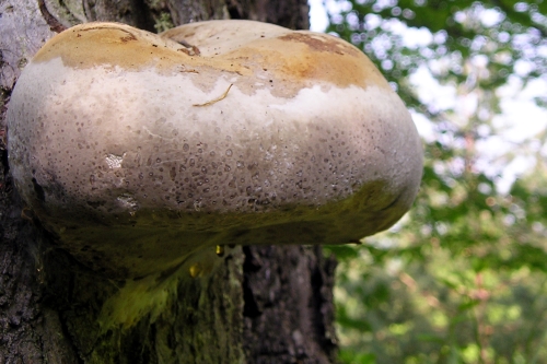 práchnovec kopytovitý Fomes fomentarius (L.) J.J. Kickx