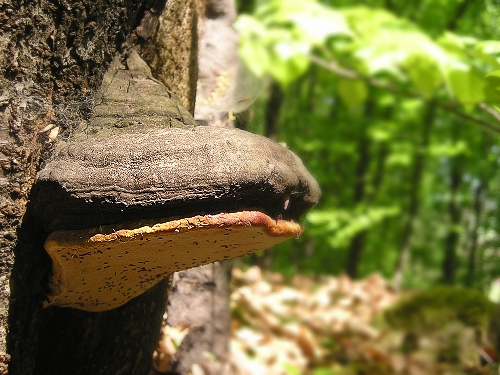 práchnovček pásikavý Fomitopsis pinicola (Sw.) P. Karst.