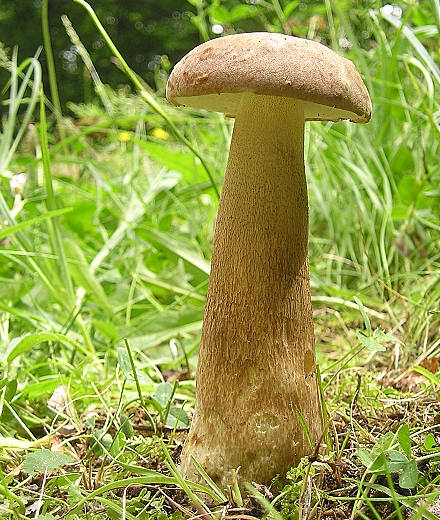 hríb dubový Boletus reticulatus Schaeff.