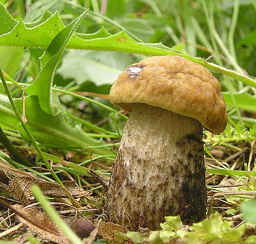 kozák hrabový Leccinum pseudoscabrum (Kallenb.) Šutara