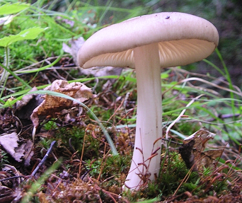 povraznica širokolupeňová Megacollybia platyphylla (Pers.) Kotl. & Pouzar