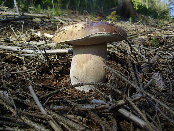 hríb smrekový Boletus edulis Bull.