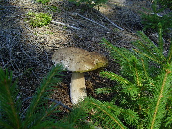 hríb smrekový Boletus edulis Bull.