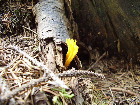 parôžkovec lepkavý Calocera viscosa (Pers.) Fr.