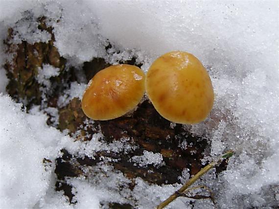 plamienka zimná Flammulina velutipes (Curtis) Singer