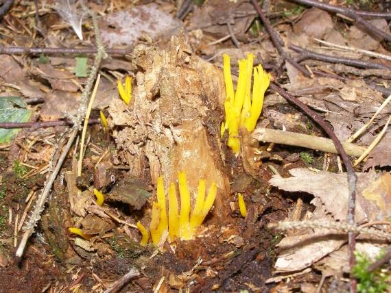 parôžkovec lepkavý Calocera viscosa (Pers.) Fr.