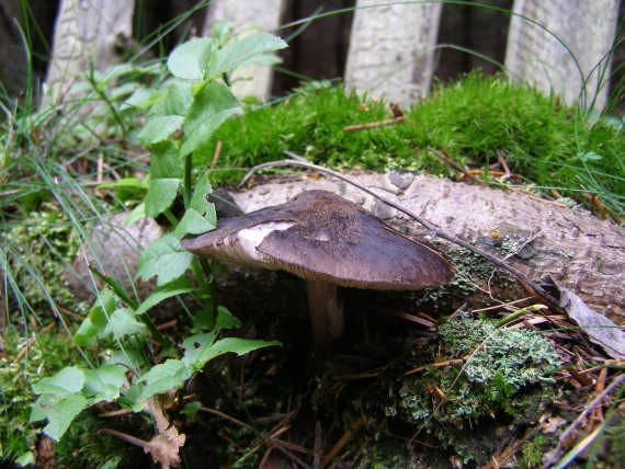 štítovka Pluteus sp.