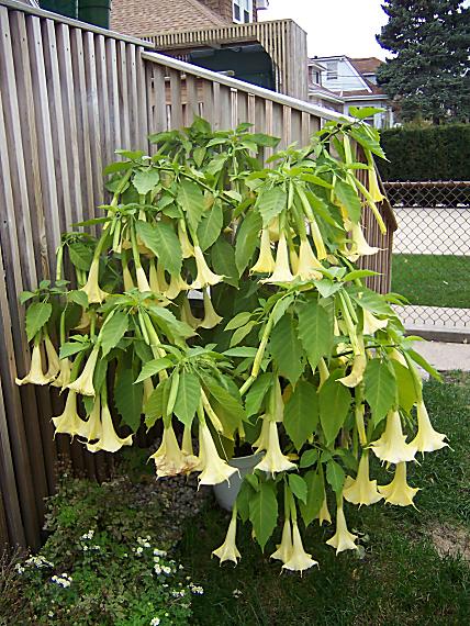 po ang. yellow angel trumpet