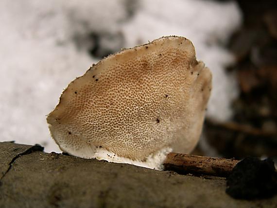 trúdnikovec chlpatý Trametes hirsuta (Wulfen) Lloyd