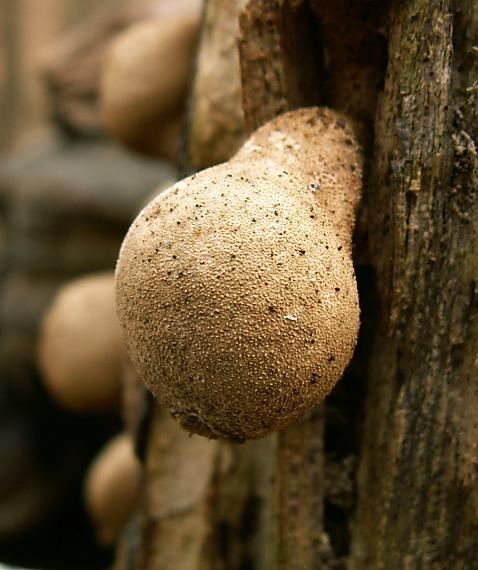 prášnica Lycoperdon sp.