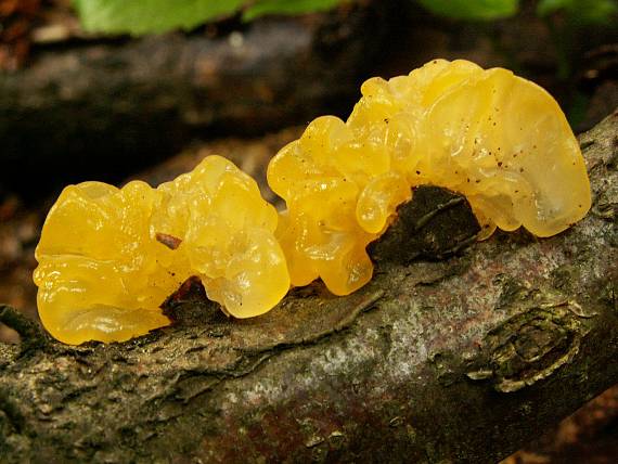 rôsolovka zlatožltá Tremella mesenterica Retz.