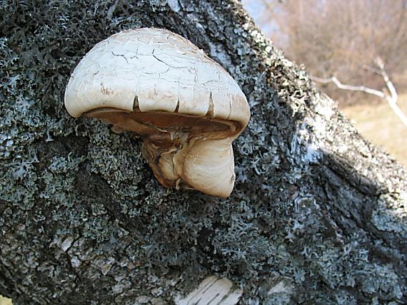 brezovník obyčajný Fomitopsis betulina (Bull.) B.K. Cui, M.L. Han & Y.C. Dai