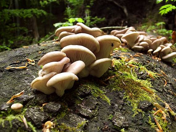 hliva buková Pleurotus pulmonarius (Fr.) Quél.