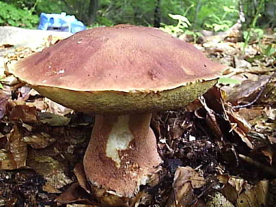 hríb sosnový Boletus pinophilus Pil. et Dermek in Pil.