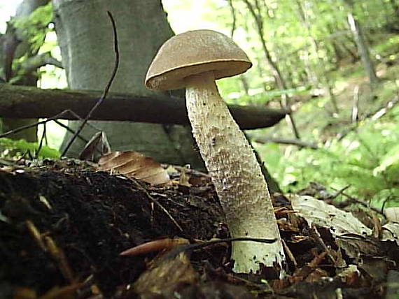 kozák hrabový Leccinum pseudoscabrum (Kallenb.) Šutara