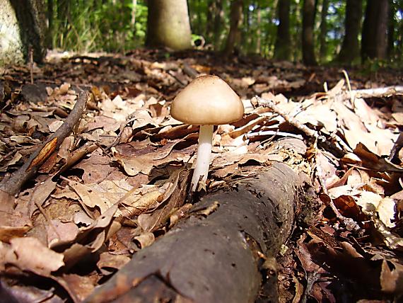 štítovka jelenia Pluteus cervinus (Schaeff.) P. Kumm.