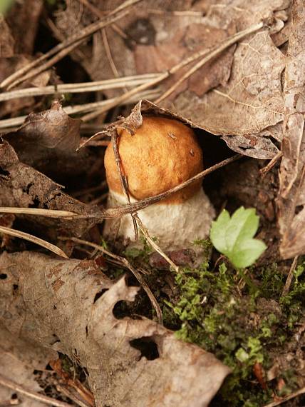 kozák osikový Leccinum albostipitatum den Bakker & Noordel.