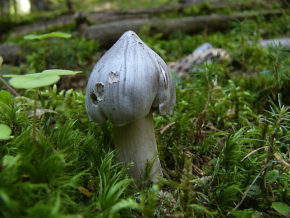 čírovka Tricholoma virgatum (Fr.) P. Kumm.