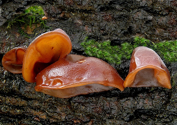 uchovec bazový Auricularia auricula-judae (Bull.) Quél.