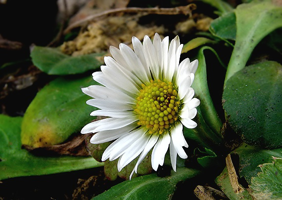 sedmokráska obyčajná Bellis perennis L.