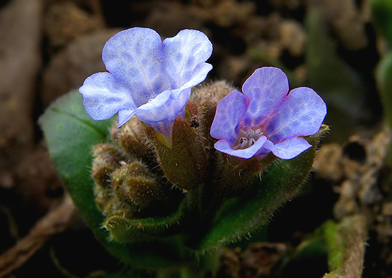 pľúcnik Pulmonaria sp.