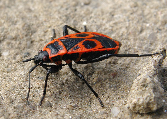 cifruša bezkrídla Pyrrhocoris apterus