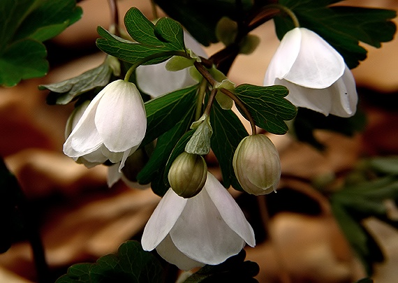 veterník žltuškovitý Isopyrum thalictroides L.