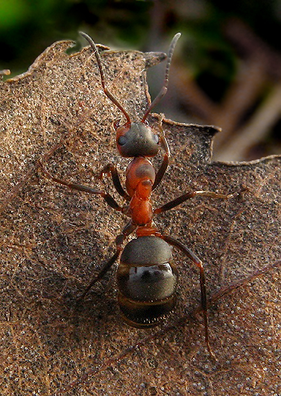 mravec Formica sp.