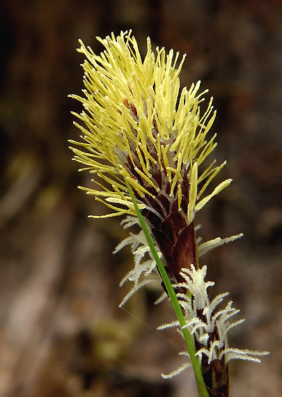 ostrica klinčeková Carex caryophyllea Latourr.