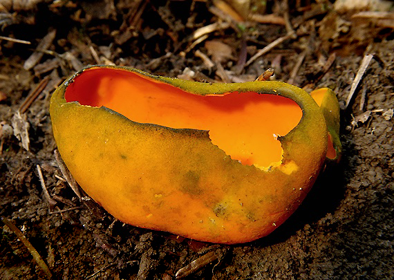 pohárovka ohnivá Caloscypha fulgens (Pers.) Boud.