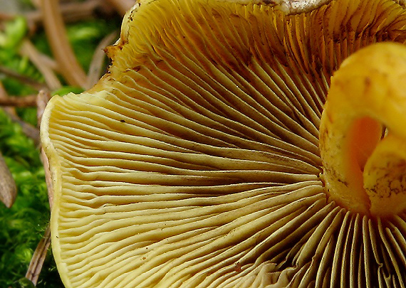 strapcovka zväzkovitá Hypholoma fasciculare (Huds.) P. Kumm.