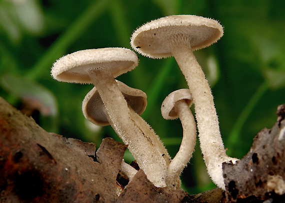 trúdnik plástovitý Lentinus arcularius (Batsch) Zmitr.