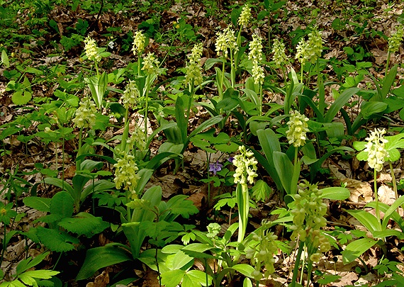 vstavač bledý Orchis pallens L.