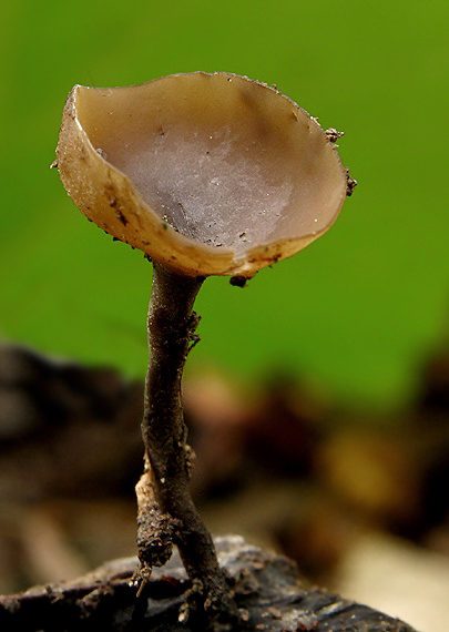 jahňadka hrdzavá Ciboria rufofusca (O. Weberb.) Sacc.