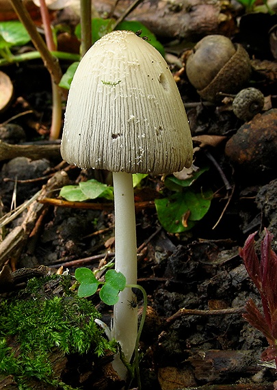 hnojník Coprinus sp.