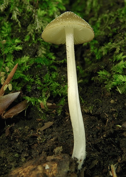 prilbička ? Mycena sp.