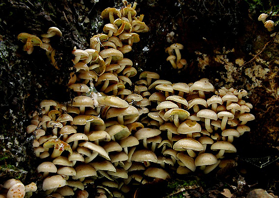 strapcovka zväzkovitá Hypholoma fasciculare (Huds.) P. Kumm.