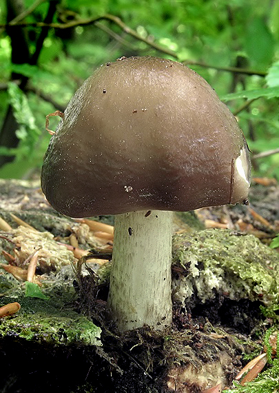 štítovka jelenia Pluteus cervinus (Schaeff.) P. Kumm.