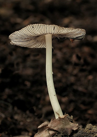 hnojník okrový Coprinellus domesticus (Bolton) Vilgalys, Hopple & Jacq. Johnson