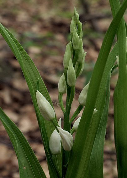 prilbovka dlholistá Cephalanthera longifolia (L.) Fritsch