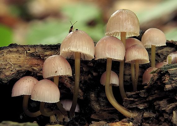 prilbička žltohlúbiková Mycena renati Quél.