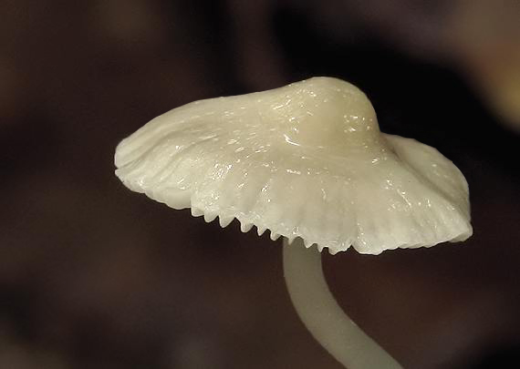 prilbička Mycena sp.