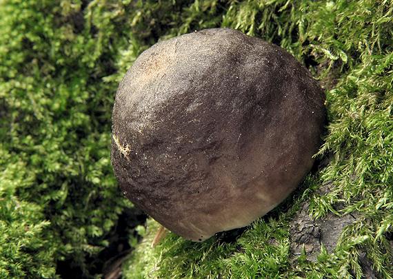 štítovka jelenia Pluteus cervinus (Schaeff.) P. Kumm.