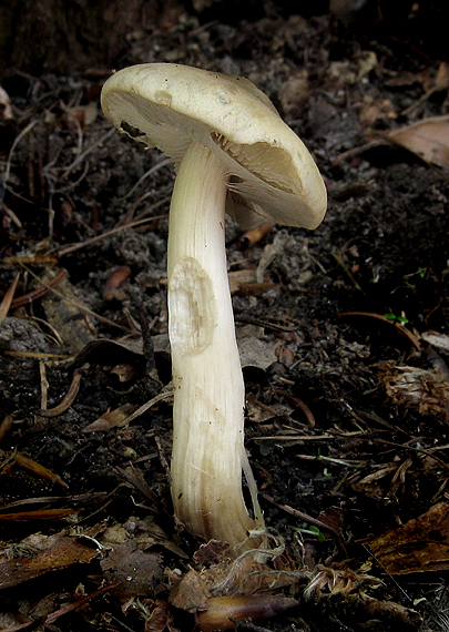 poľnička včasná Agrocybe praecox (Pers.) Fayod