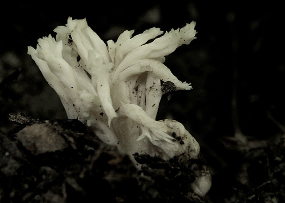 konárovka hrebenitá Clavulina coralloides (L.) J. Schröt.