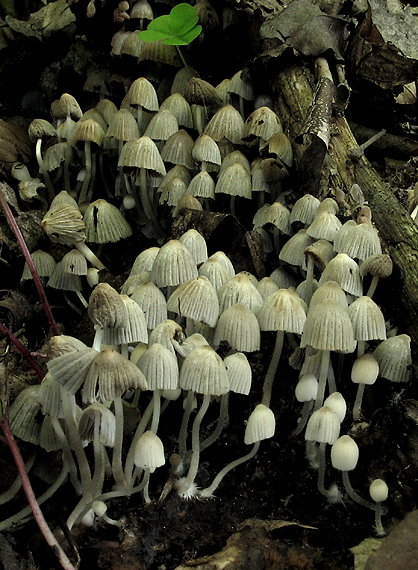 hnojník rozsiaty Coprinellus disseminatus (Pers.) J.E. Lange