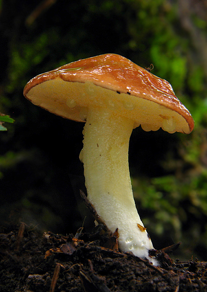 masliak zrnitý Suillus granulatus (L.) Roussel