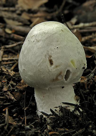 pečiarka hľuznatá Agaricus essettei Bon