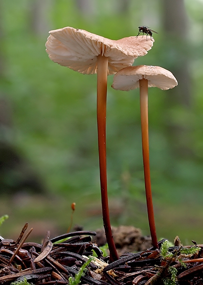 tanečnica orešcová Mycetinis scorodonius (Fr.) A.W. Wilson & Desjardin